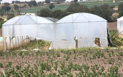 Peritaje de daños agrícolas en fincas e invernaderos