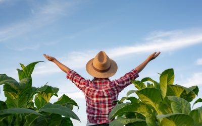 ¿Todavía no sabes cómo obtener el Certificado Global G.A.P.?