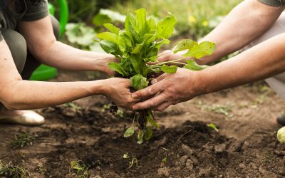 Subvención agrícola para el apoyo a las inversiones en explotaciones agrícolas
