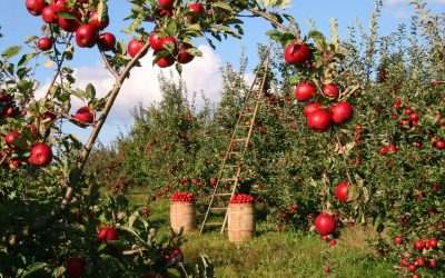 ¿Todavía no sabes cómo aprovechar el Agroturismo para diversificar tus ingresos?