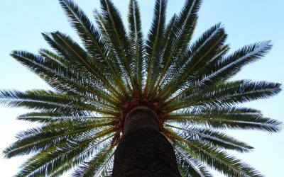 Control fitosanitario de Phoenix Canariensis