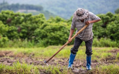 Proyectos de legalización de estructuras agrícolas en Canarias