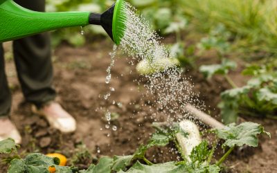 El huerto en casa, qué plantar durante la cuarentena