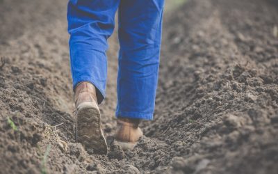 Impacto del COVID19 en la agricultura canaria