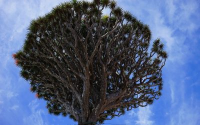 Control fitosanitario Dracaena Draco