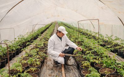 ¿Qué es un Perito Agrónomo y qué funciones tiene?