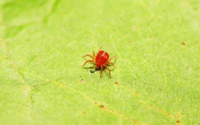 La araña roja del tomate