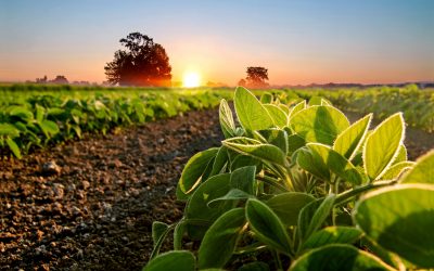 Trámites para crear una empresa agrícola