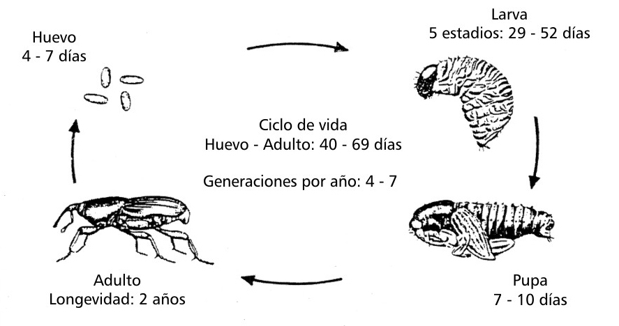 ciclo-de-vida-del-picudo-negro-867x468