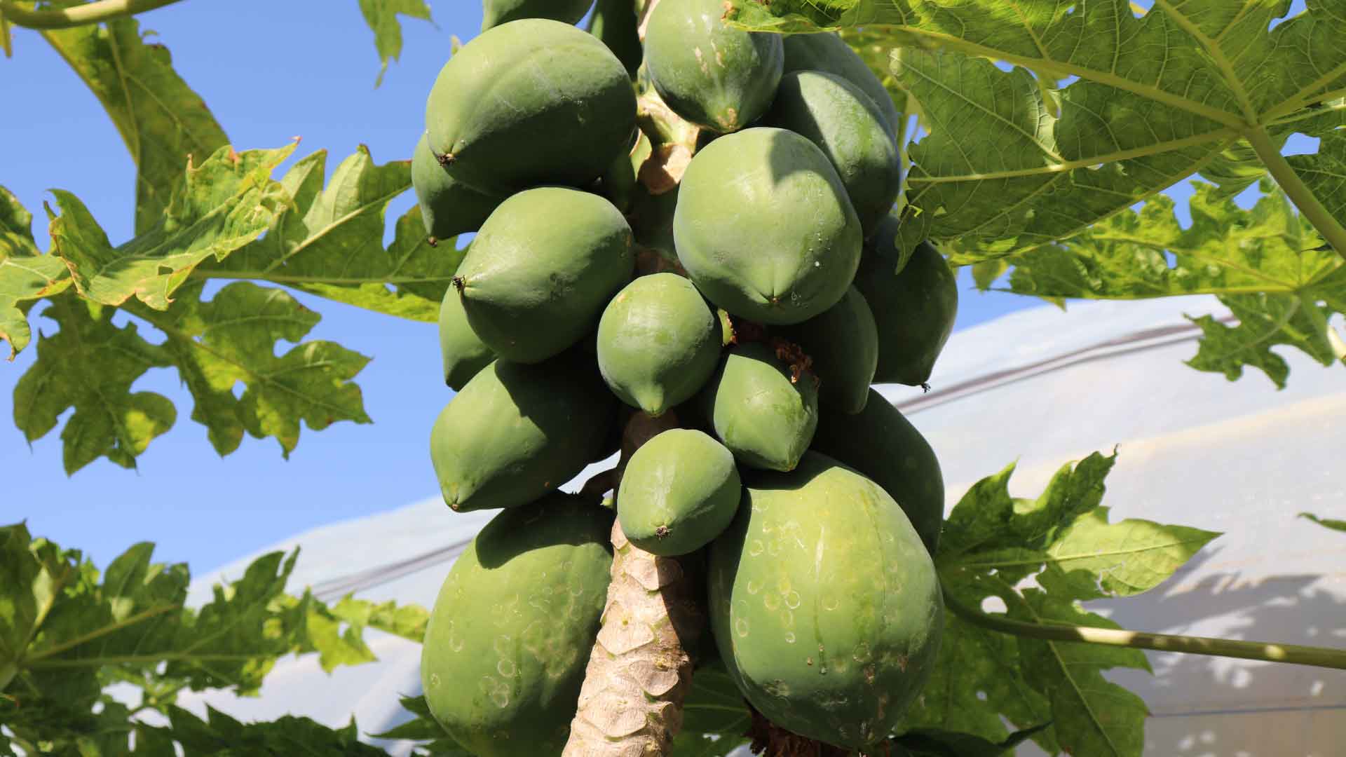 árbol de papaya