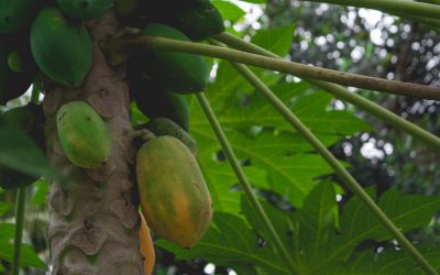 Cultivo de papaya en Canarias