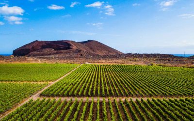 Factores que influyen en la agricultura de Canarias