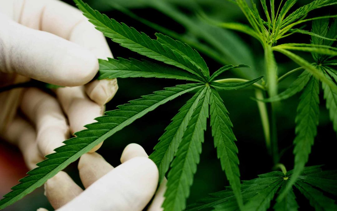 Informe pericial de cannabis