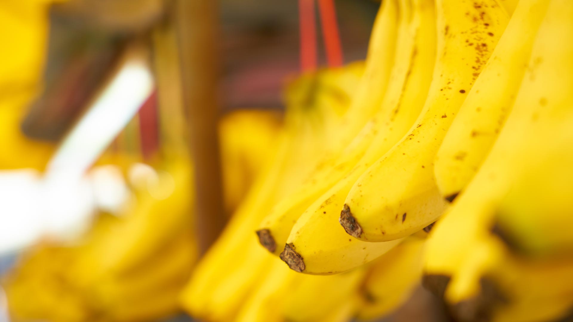 sector plátano de Canarias