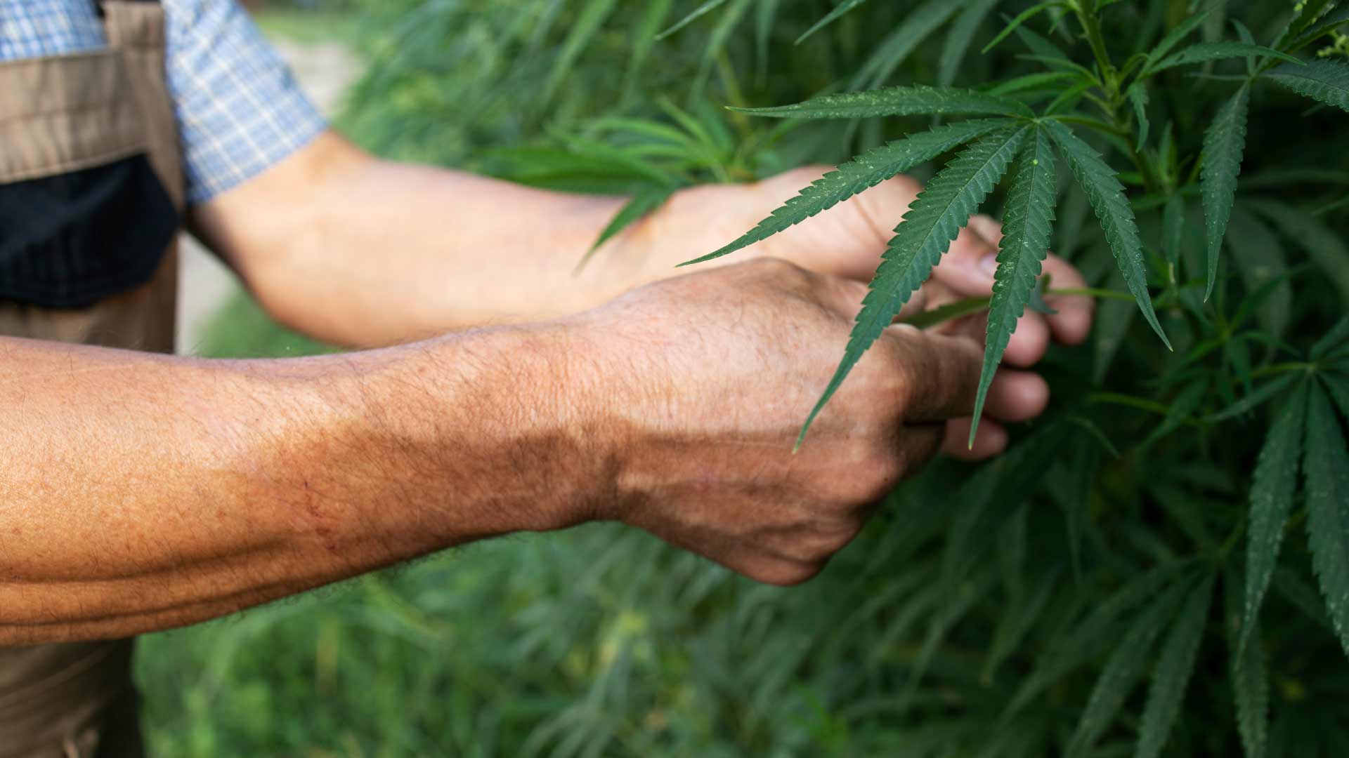 impacto agrícola del cannabis
