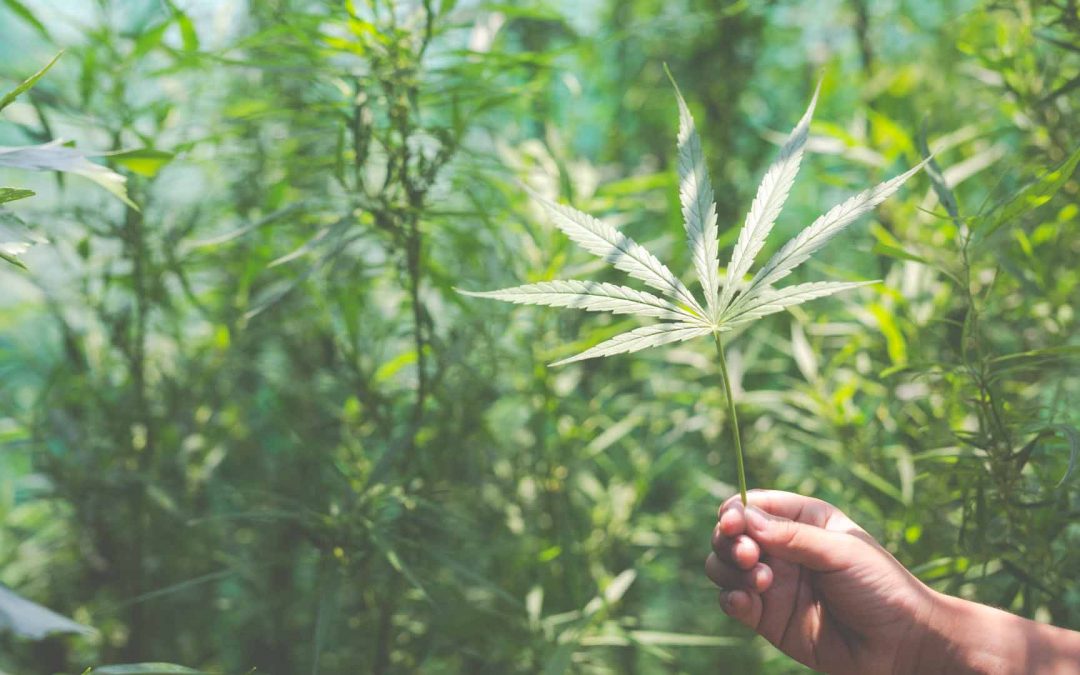 Legalizar el cannabis: ¿qué implicaría para el sector agrícola?