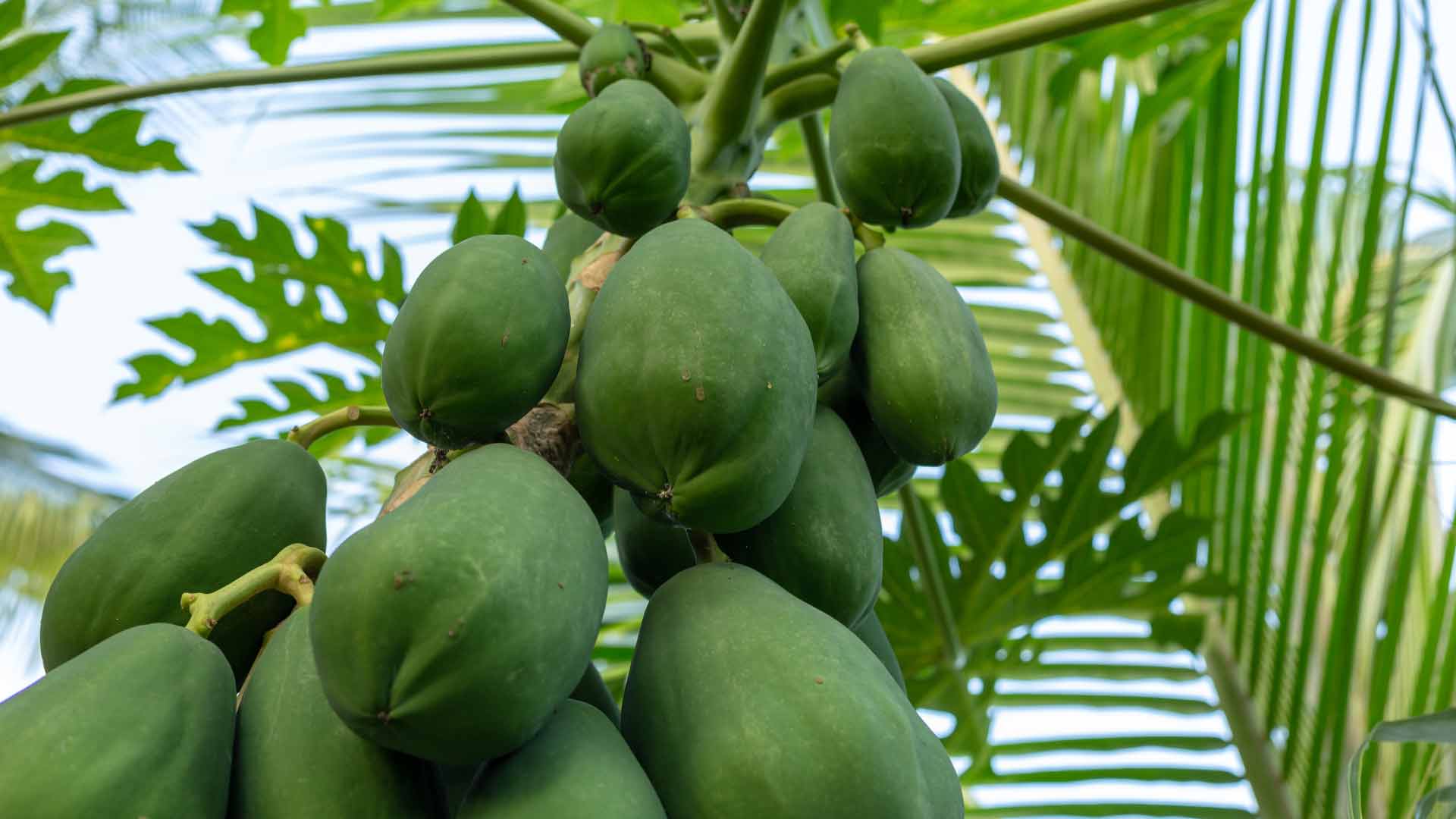 cultivar papaya en canarias