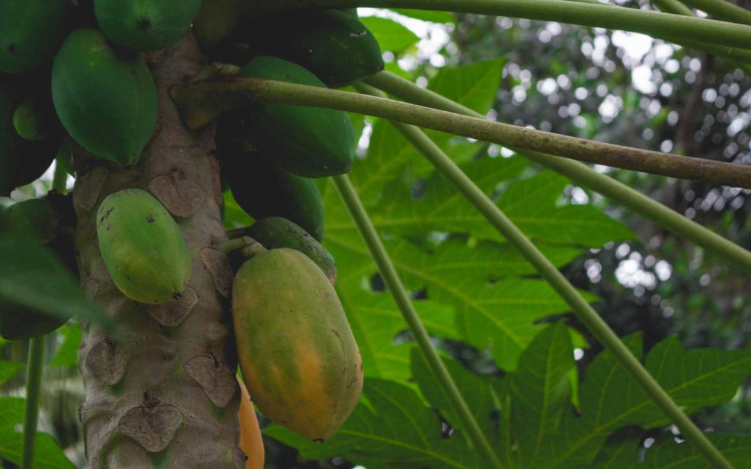 cultivo de papayas en canarias