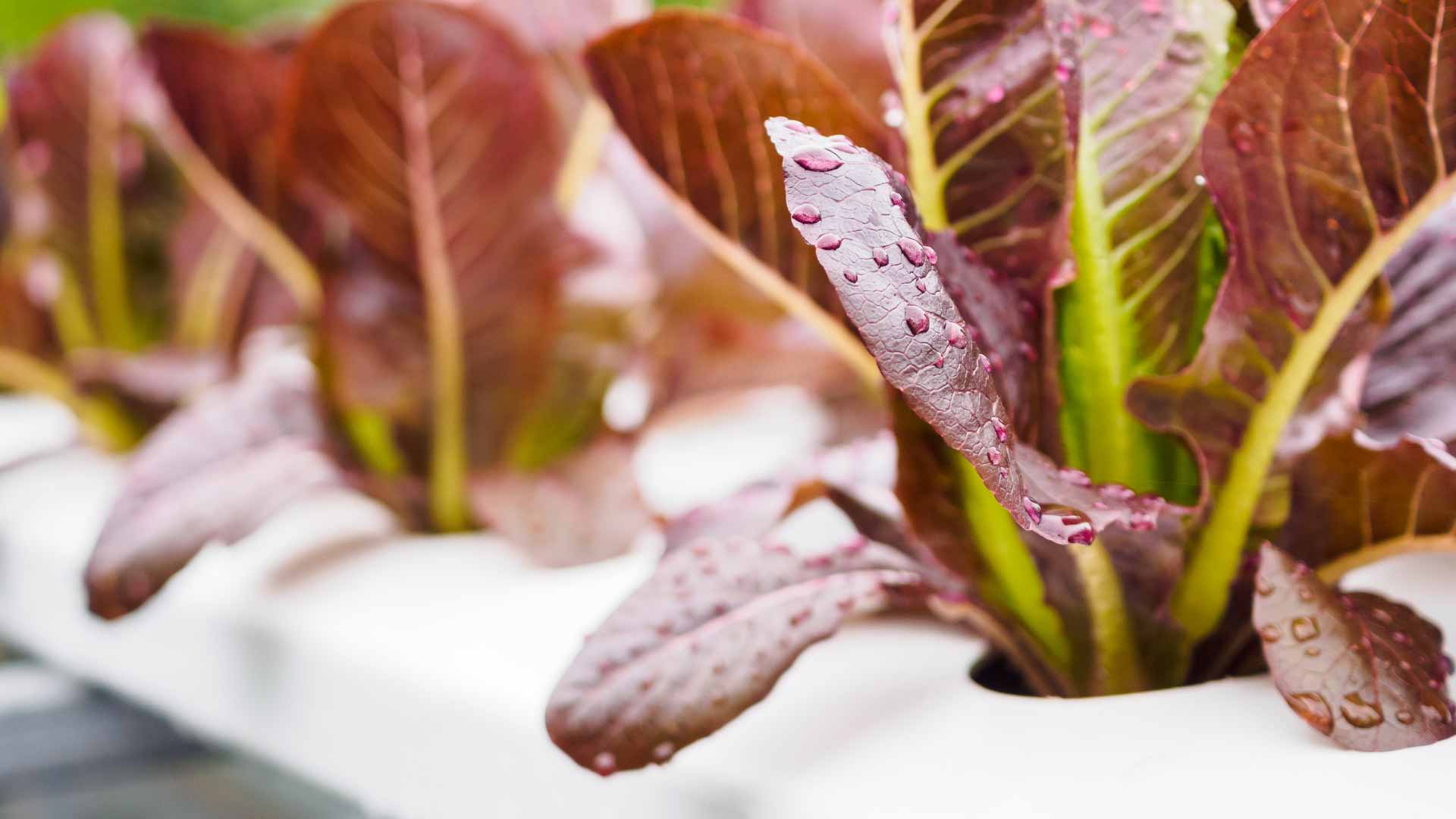 Cómo hacer un invernadero casero - Agroingenia Canarias