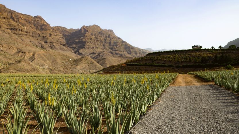 La agricultura en Canarias: todo lo que debes saber
