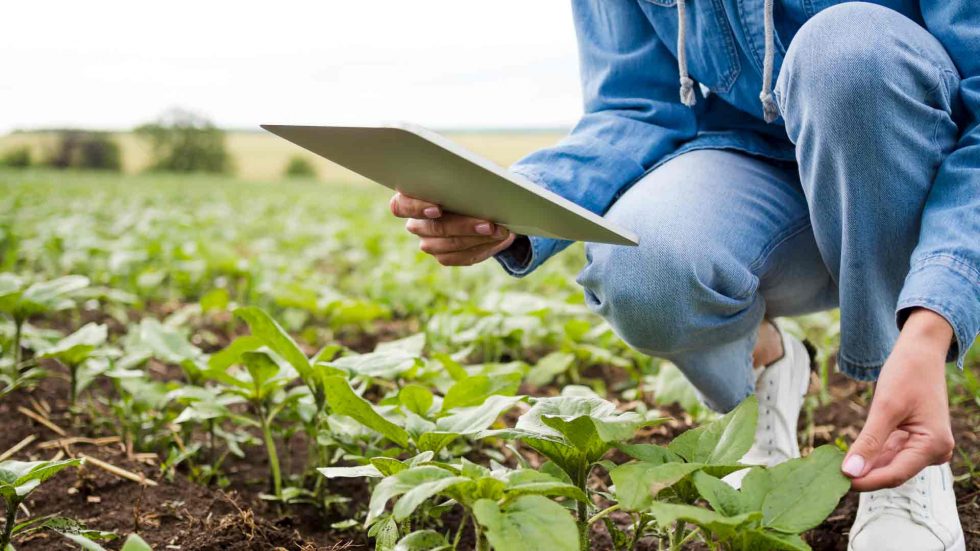 Tu ingeniero agrónomo en El Hierro - AGROINGENIA