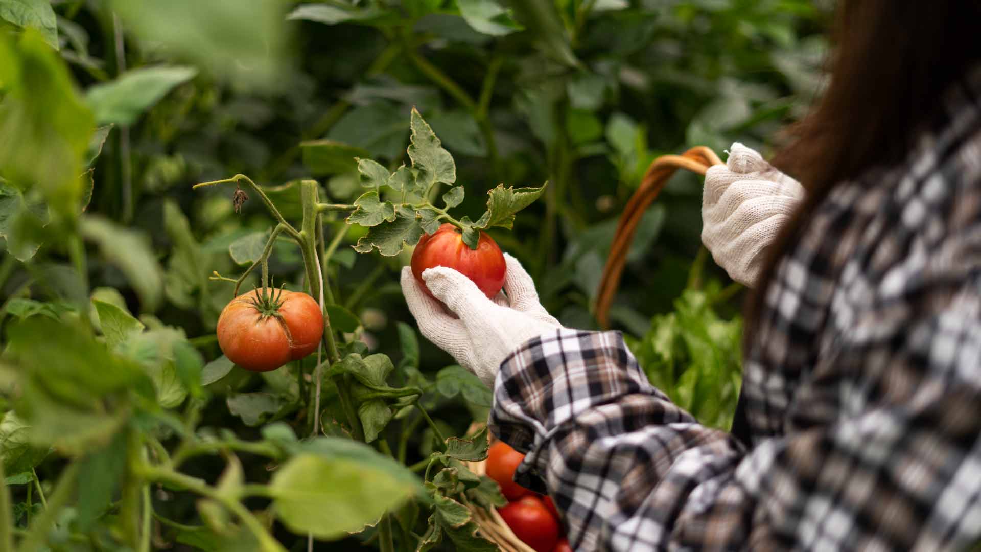 Cómo cultivar tomate en Canarias