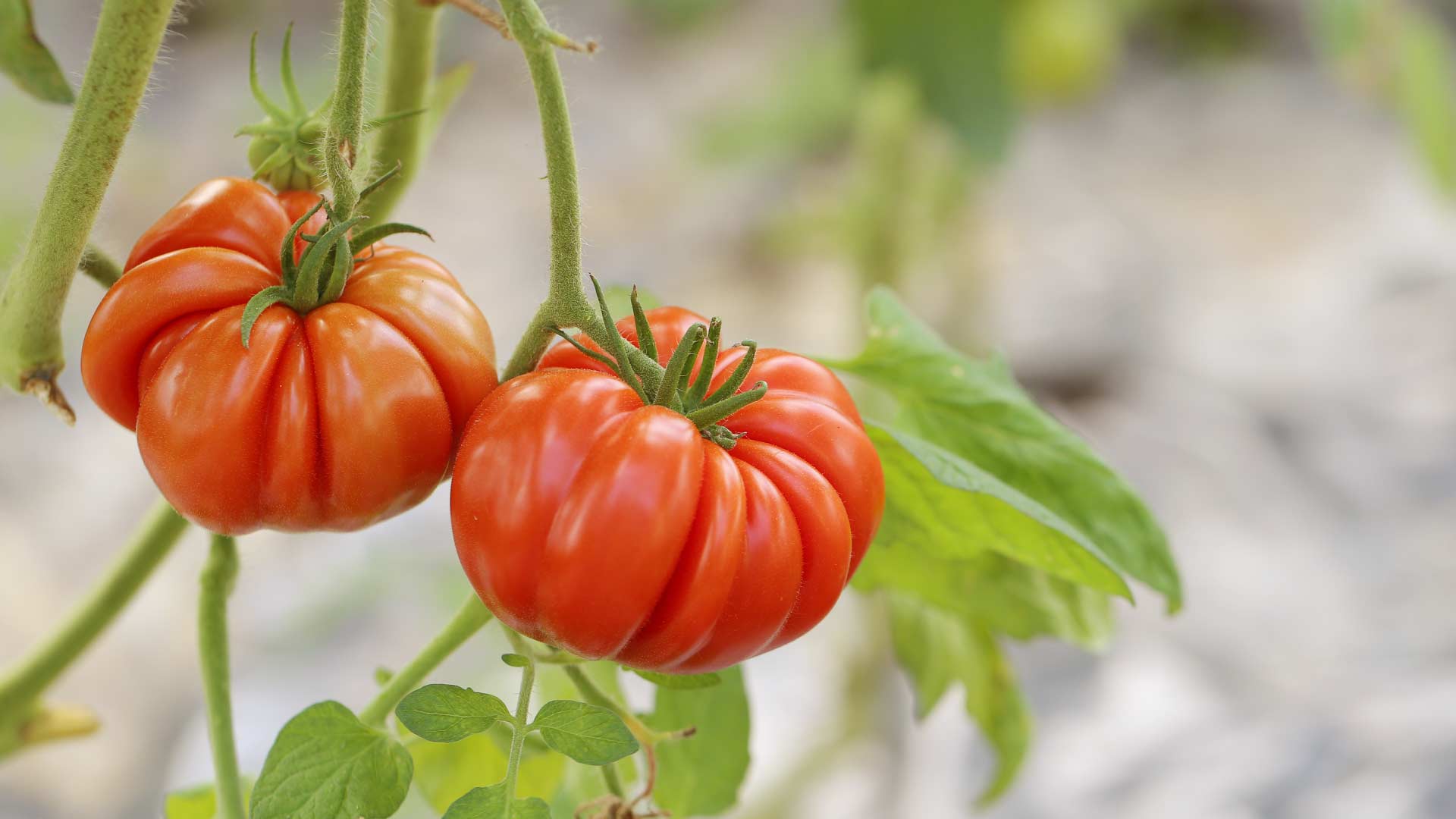 Cuándo sembrar tomate en Canarias