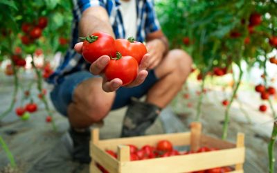 El cultivo de tomate en Canarias