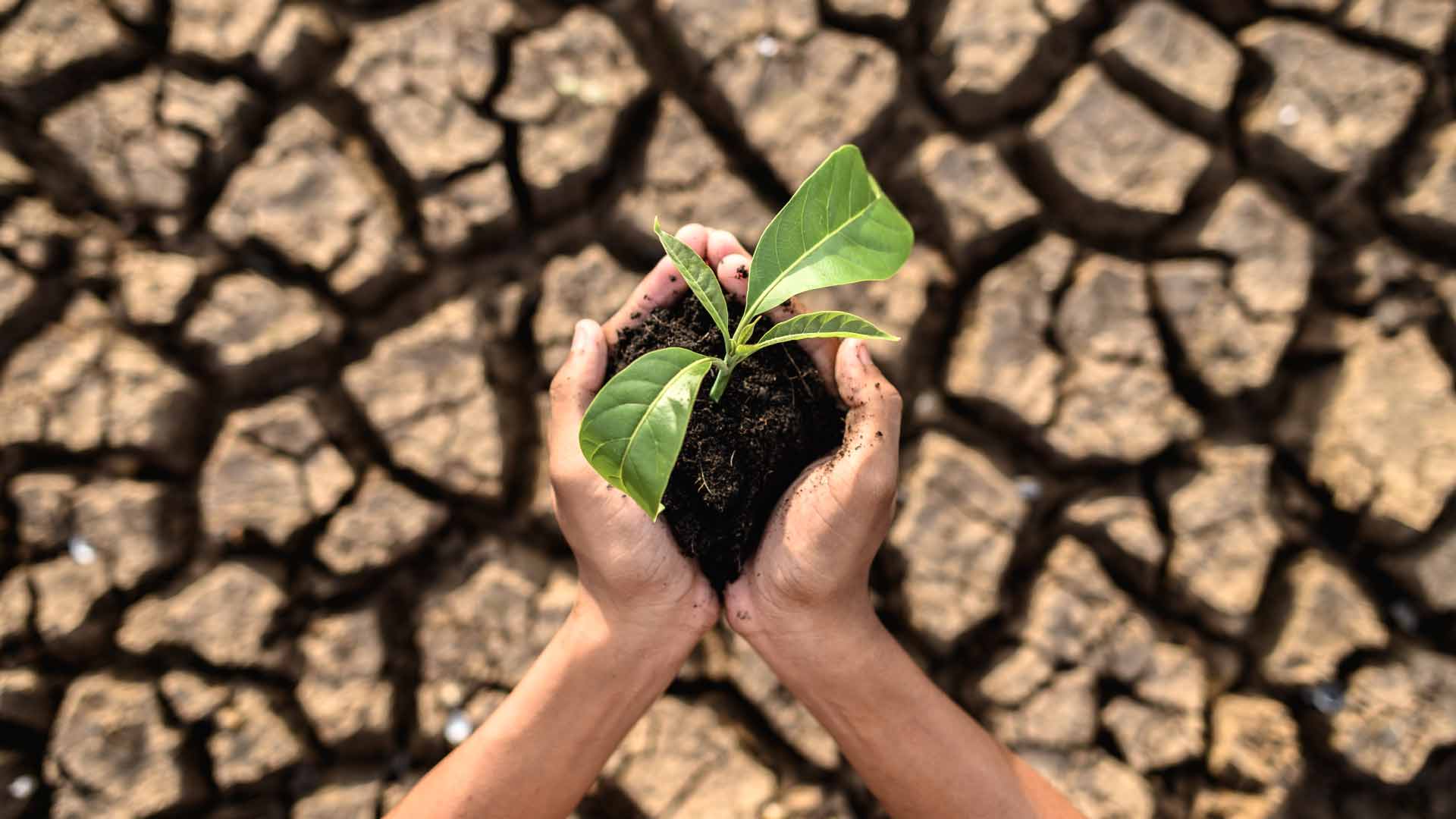 Como afecta el cambio climático a la agricultura
