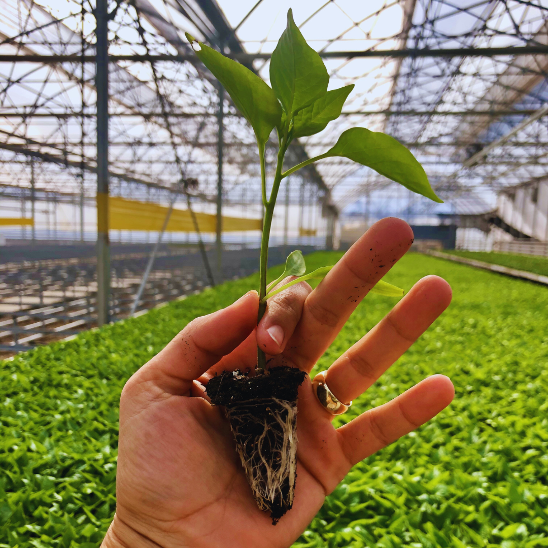 Planta pequeña de invernadero con raíz | Ingeniería agrícola