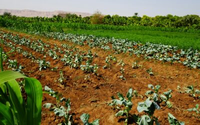 Almacén agrícola en Fuerteventura: licencias y requisitos