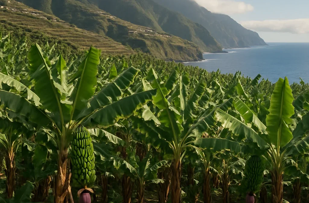 Finca rústica con cultivo de platanera en la costa de Canarias — ejemplo de suelo rústico productivo