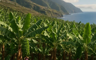 ¿Qué puedo hacer en mi finca rústica en Canarias?